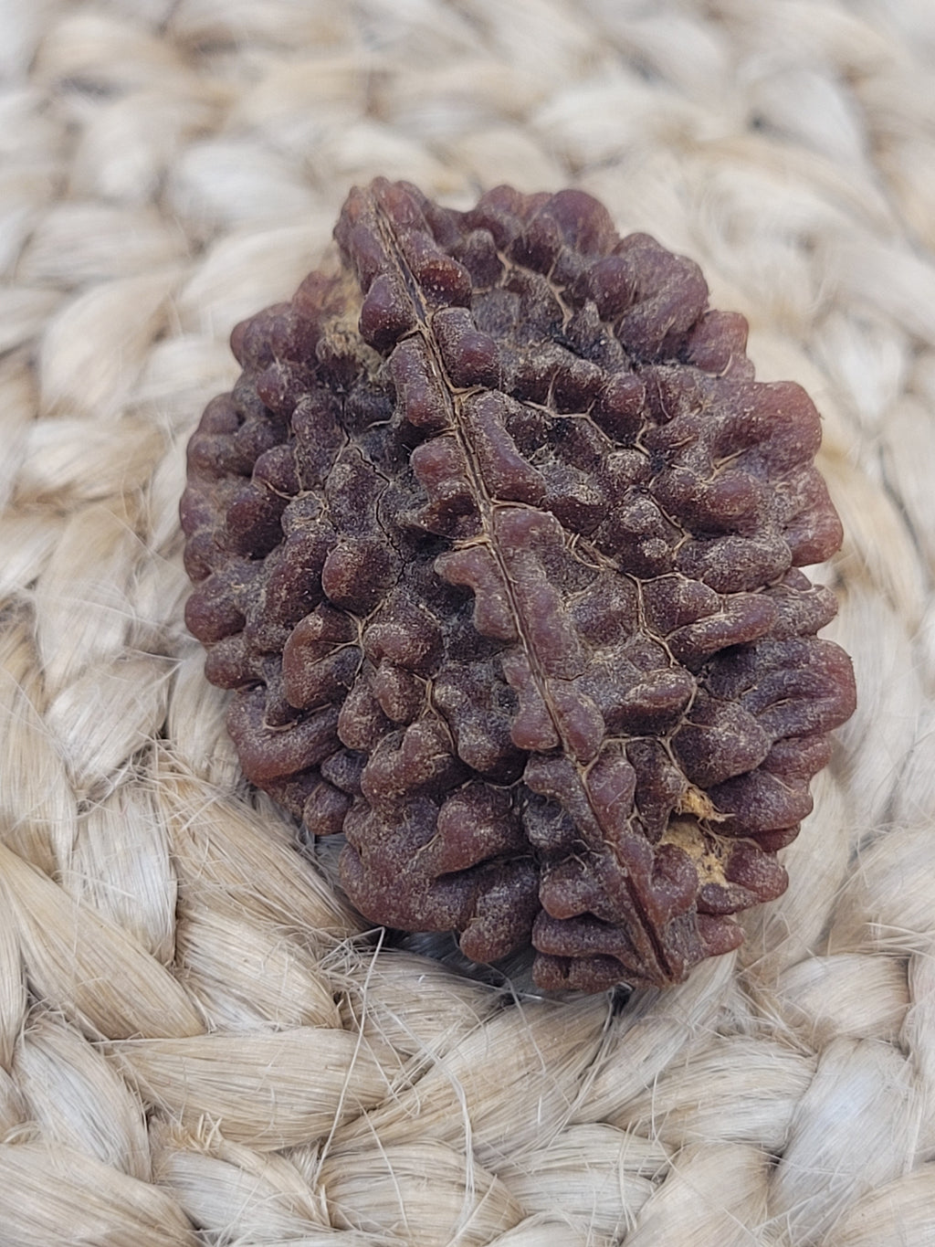 Rudraksha 2 Faced - 2 Mukhi