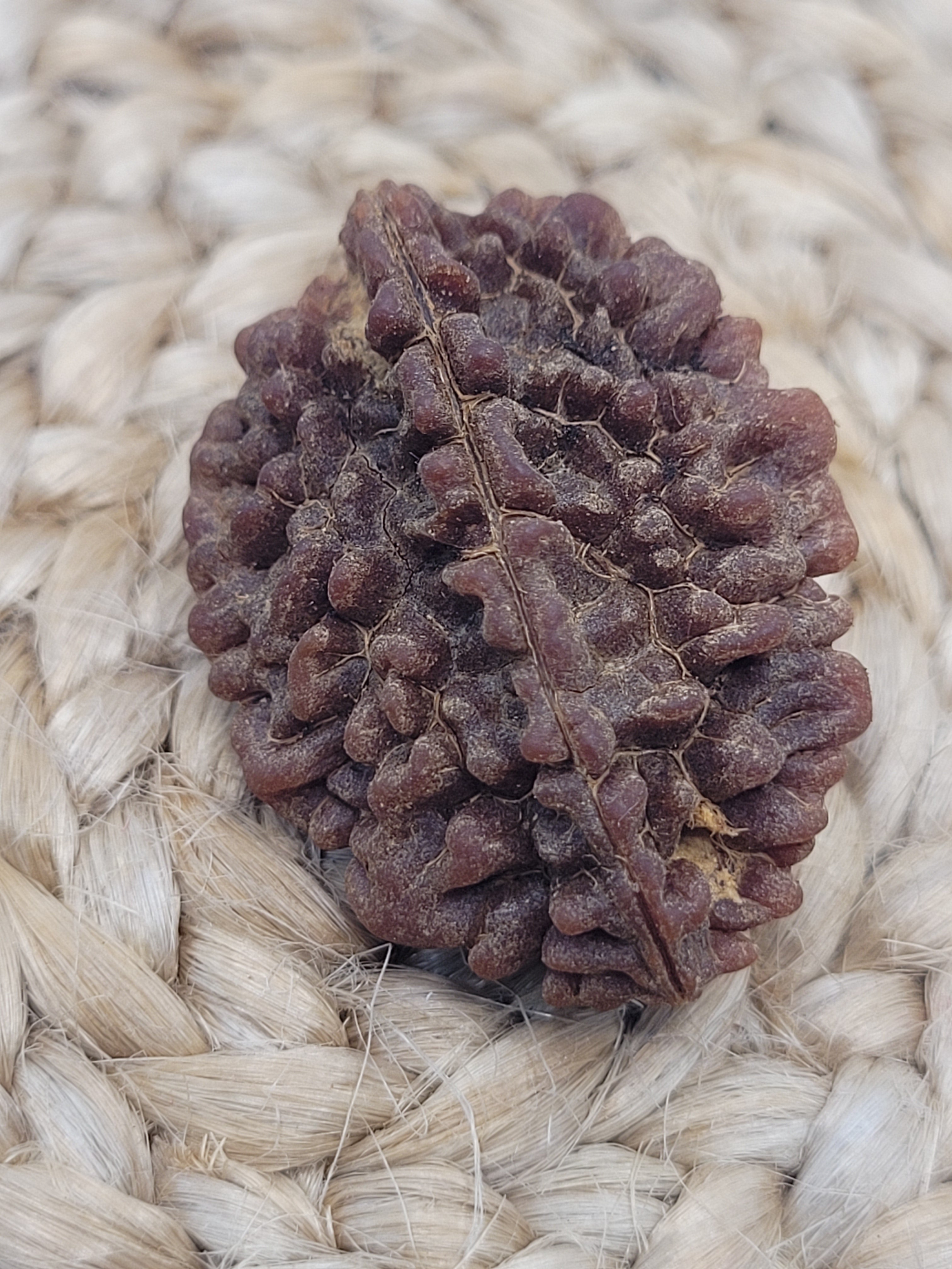 Rudraksha 2 Faced - 2 Mukhi