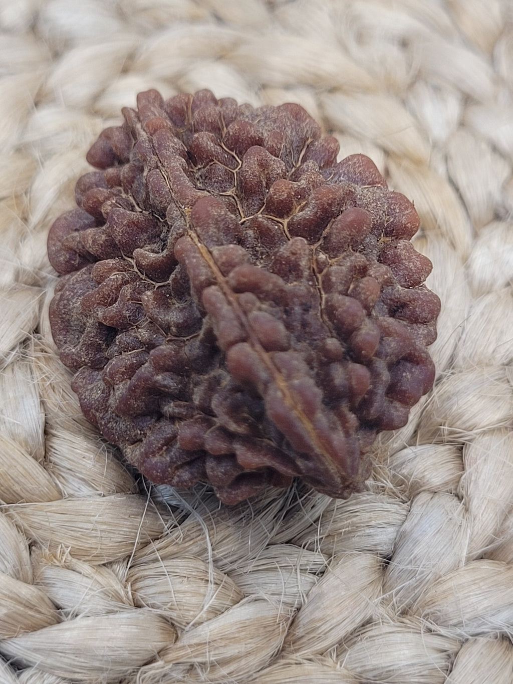 Rudraksha 2 Faced - 2 Mukhi