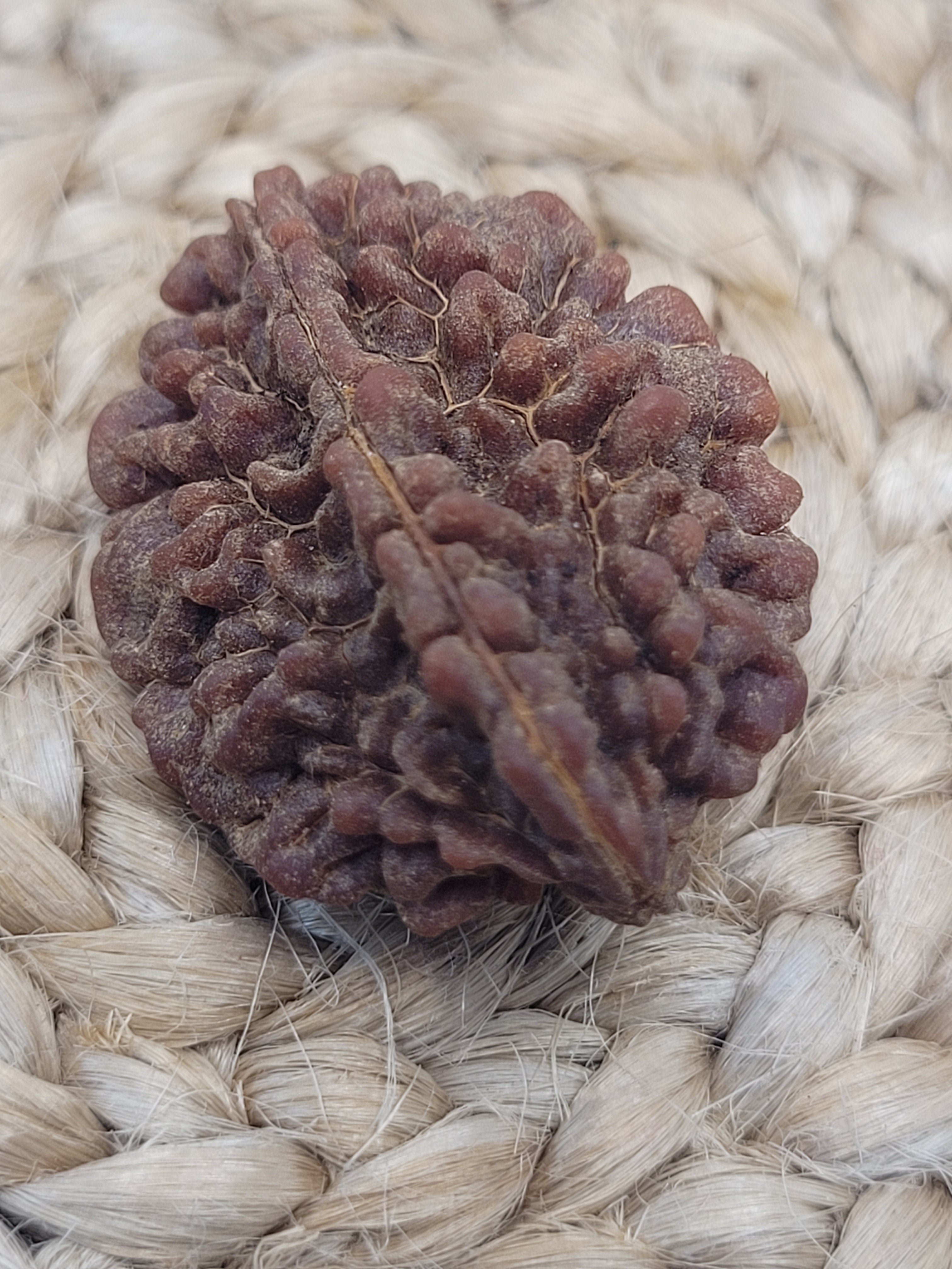 Rudraksha 2 Faced - 2 Mukhi