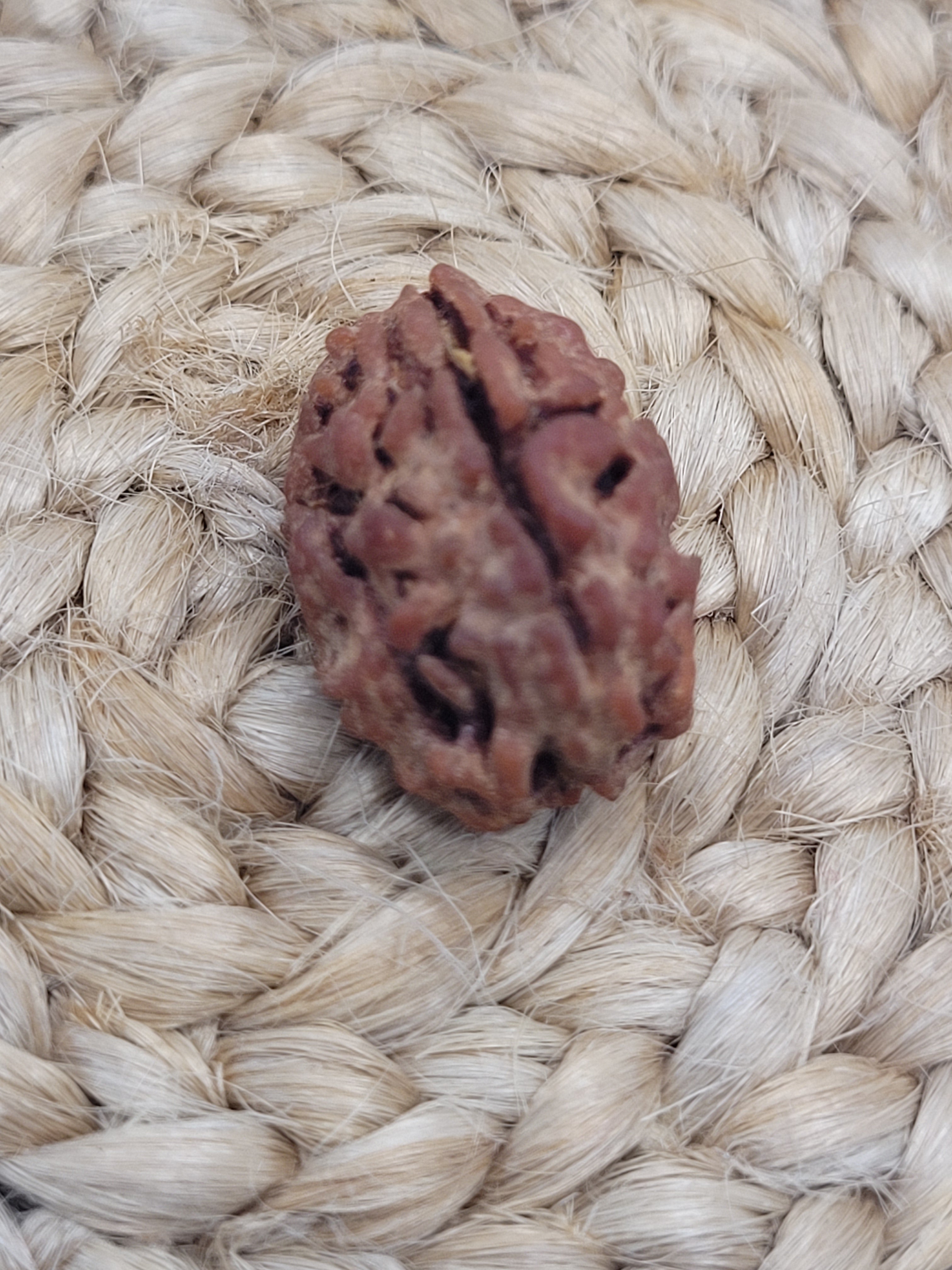 Rudraksha - 3 Faced - 3 Mukhi