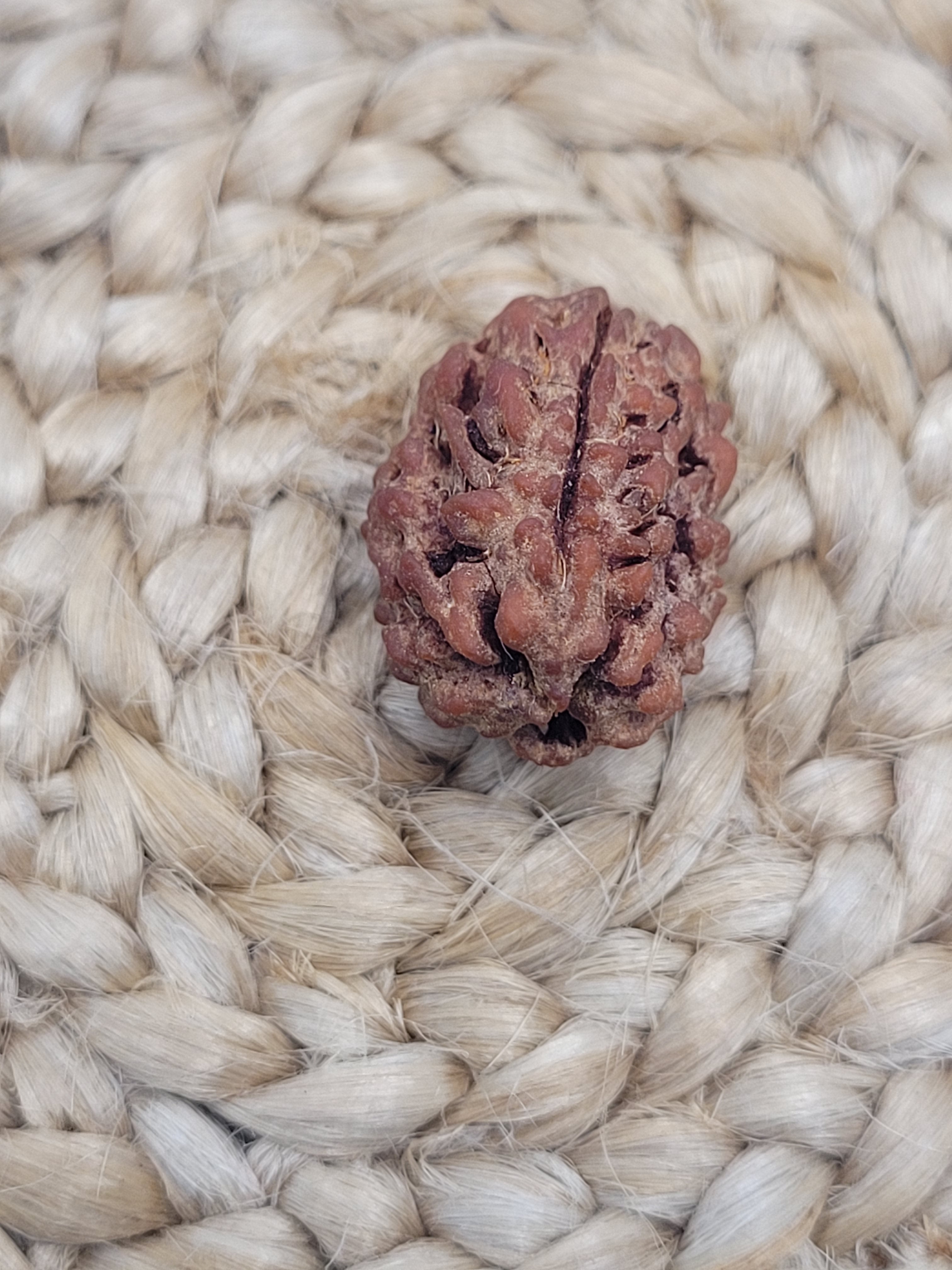 Rudraksha - 3 Faced - 3 Mukhi